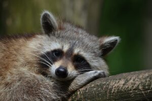 How Can Residents Of Florida Coexist With Raccoons Peacefully