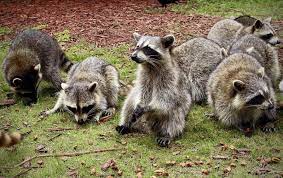 How Do Raccoons Contribute To Florida's Ecosystem