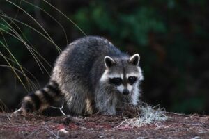 How To Stay Safe Around Raccoons