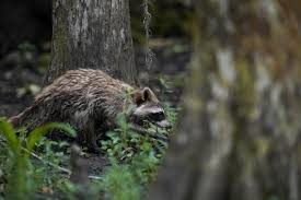 How does Florida's climate impact the raccoon population