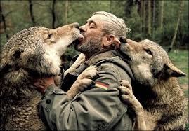 If A Wolf Mates With A Human