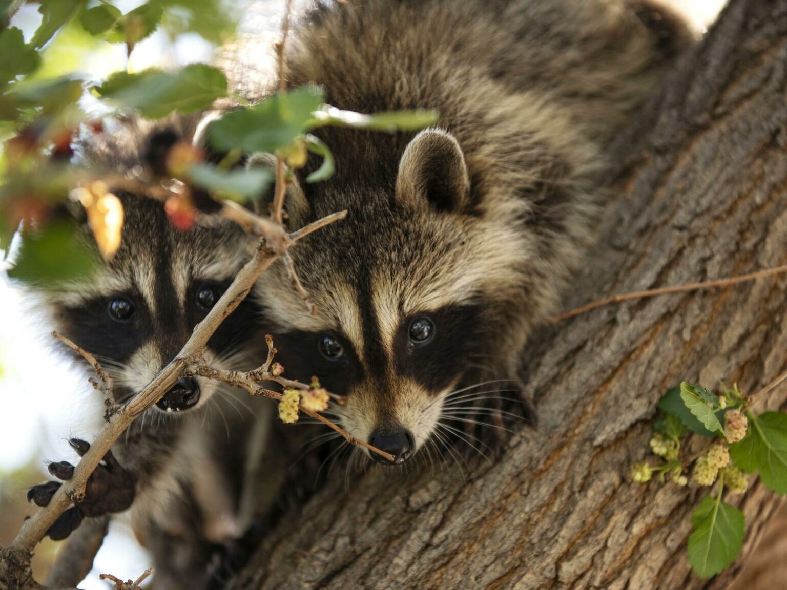 Baby Raccoon Age Chart Understanding Growth Milestones And Care Needs!