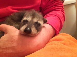 Learning to Eat of baby raccoon