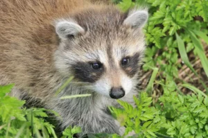 Newborn Stage of racccoons