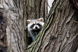 Raccoon sightings