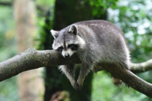 Raccoons Compare To Canines In Terms Of Behavior And Habits