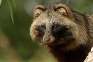 Raccoons Interbreed With Canines