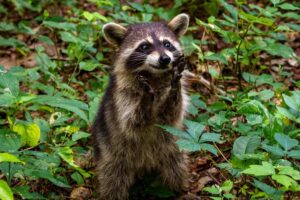 Raccoons Most Likely To Hunt For Cats