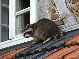 Raccoons Prefer To Eat Cats Over Other Animals