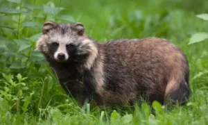 Similarities Between Raccoons And Canines