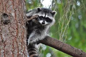 Understanding Raccoon Behavior