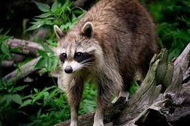 What Are The Dangers Of A High Raccoon Population In Florida