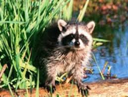 What Is The Current Population Of Raccoons In Florida