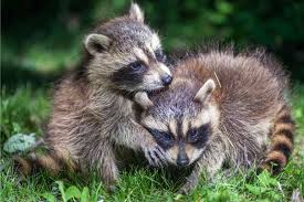 What To Do If You See A Raccoon In Your Yard