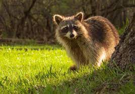 What are the laws regarding raccoon hunting in Florida