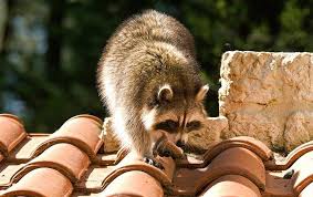 When Do Raccoons Reproduce In Florida