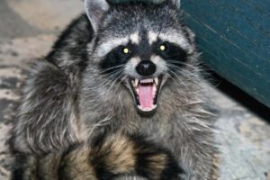 Why Are Raccoons So Common In Florida