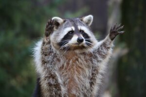 Why Do Raccoons Come Near Humans