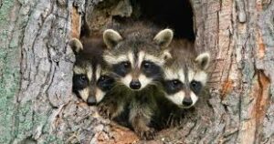 Why Do Raccoons Thrive In Urban Areas Of Florida