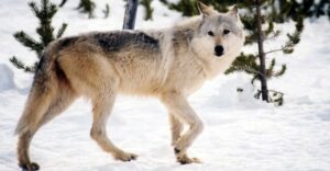 Wolf-Human Hybrid Differ From Both Wolves And Humans