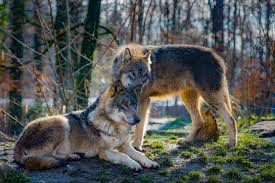 ethical considerations for creating a wolf-human hybrid