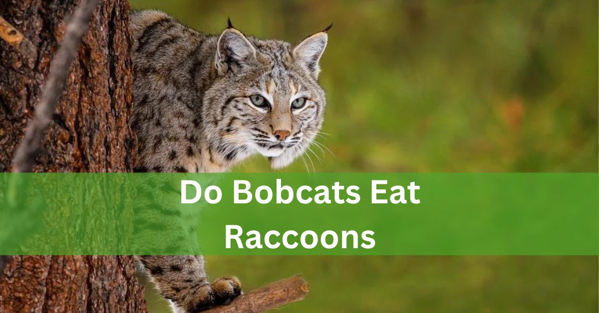 Do Bobcats Eat Raccoons? Mastery The Predatory Behavior Of Bobcats!