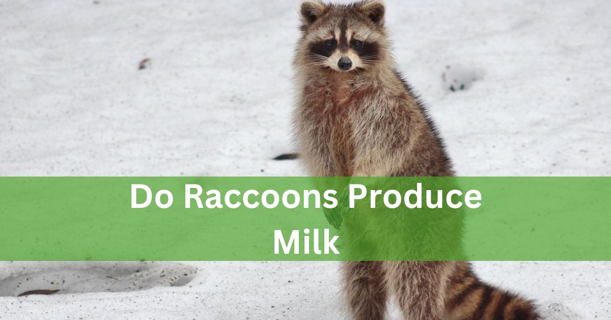 Do Raccoons Produce Milk?- Find Out Here!