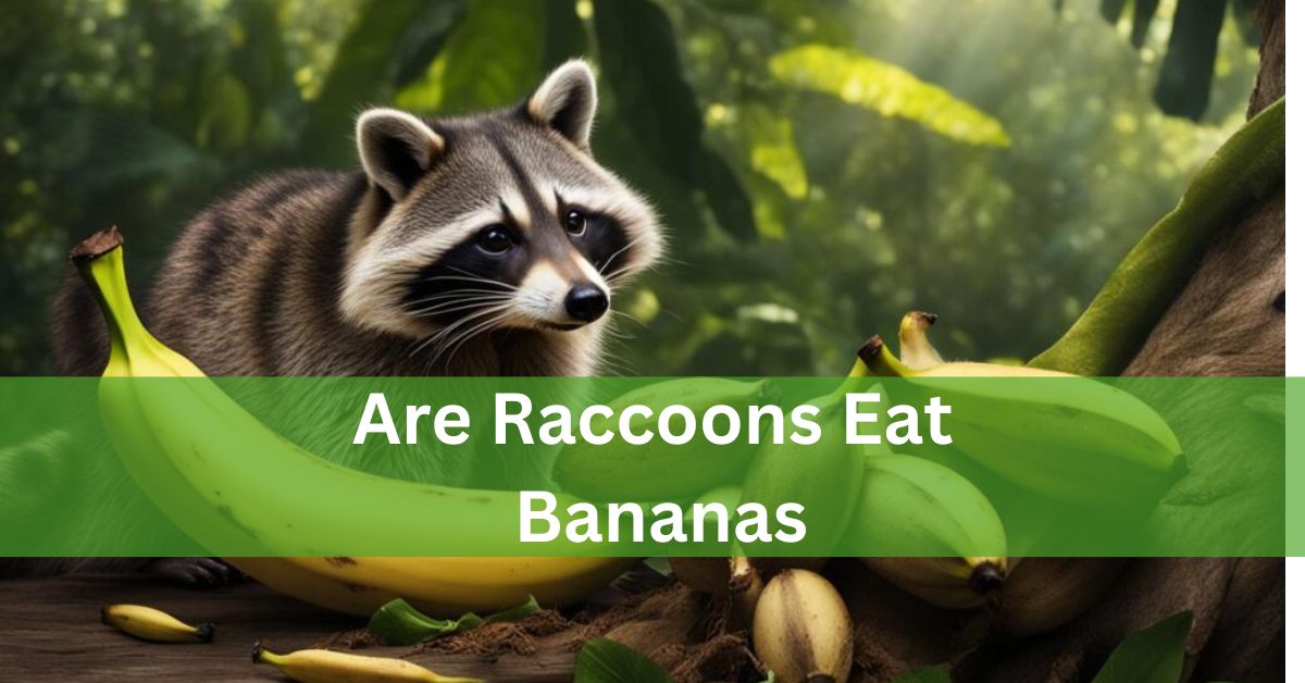 Are Raccoons Eat Bananas? Discover The Raccoon Diets!