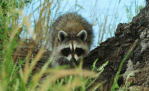 Bobcats Hunt Raccoons For Food