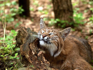 Bobcats Typically Hunt Raccoons