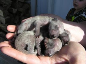 Comparing Raccoon Milk 