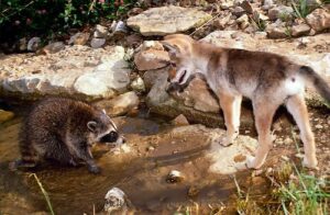 Do Bobcats Consume Raccoons In Their Diet