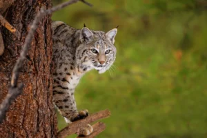 Do Bobcats Find Raccoons To Hunt