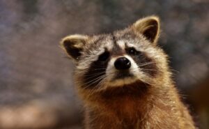 Do Raccoons Typically Nurse Their Young