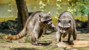 How Do Raccoons Ensure Their Babies Get Enough Milk