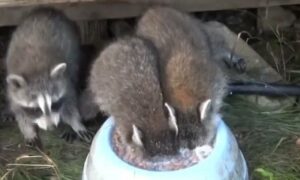 It Important For Raccoons To Produce Milk For Their Babies