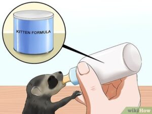 Milk Production Process Like For Raccoons