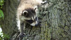 Raccoons A Primary Food Source For Bobcats