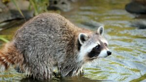 Raccoons Defend Themselves Against Bobcats