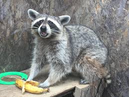 What Other Foods Do Raccoons Eat Besides Bananas