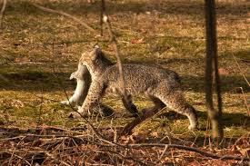 do bobcats usually eat in the wild