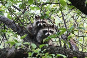 Are Raccoons A Common Sight On Miami Island