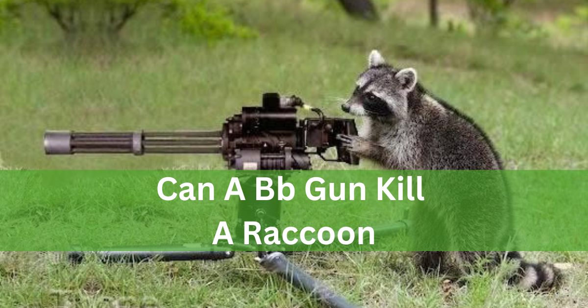 Can A Bb Gun Kill A Raccoon? – A Complete Guide OF Information!