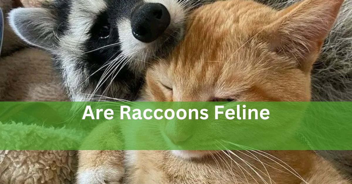 Are Raccoons Feline? – Understanding The Animal Kingdom!