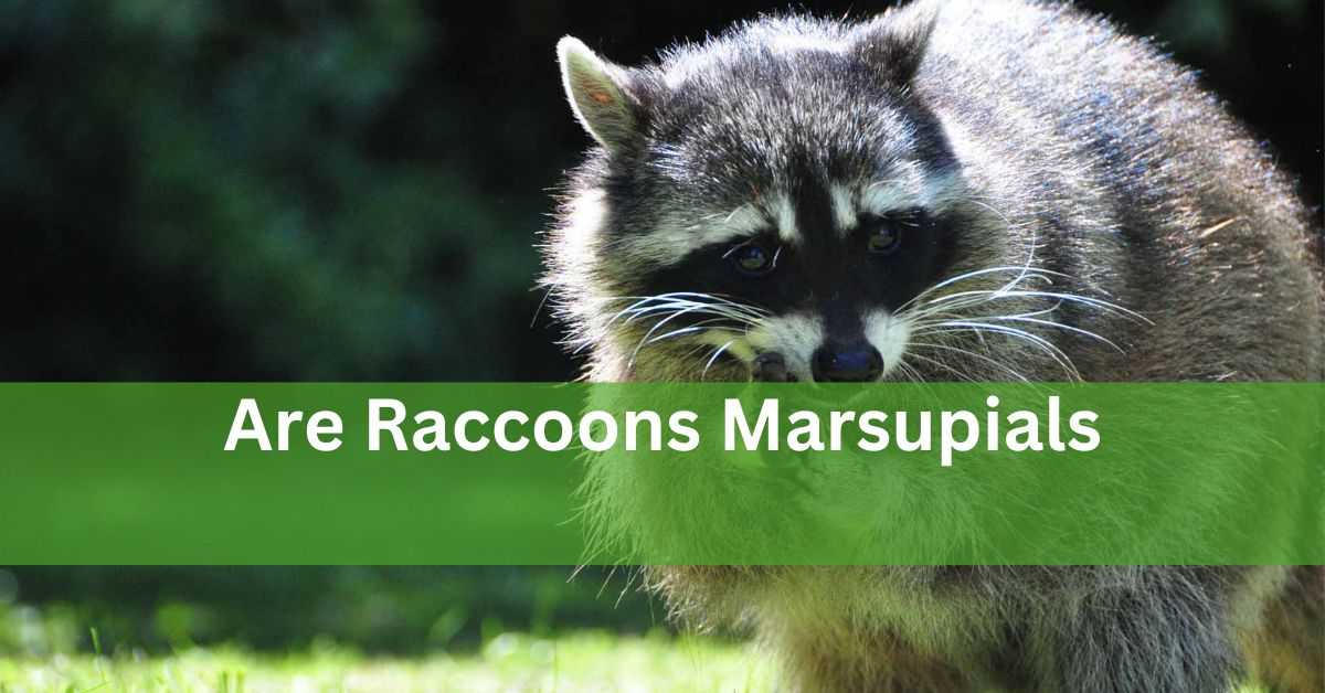 Are Raccoons Marsupials? Understanding Raccoons’ Classification!