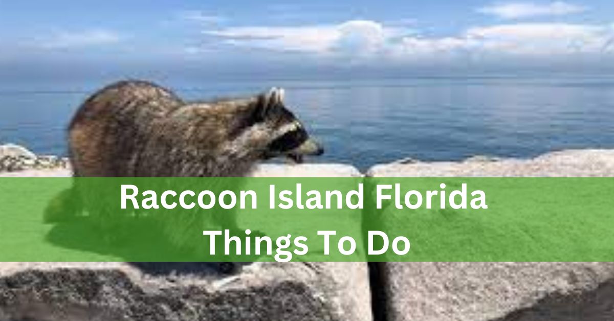 Raccoon Island Florida Things To Do – Your Ultimate Guide!