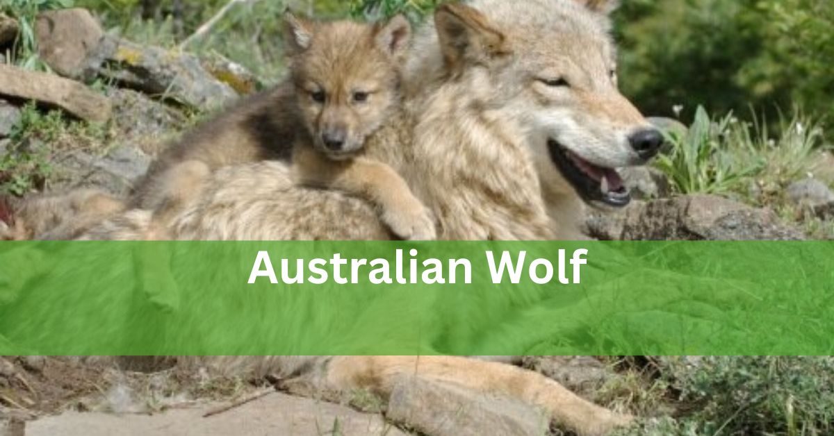 Australian Wolf - The Fascinating Story!