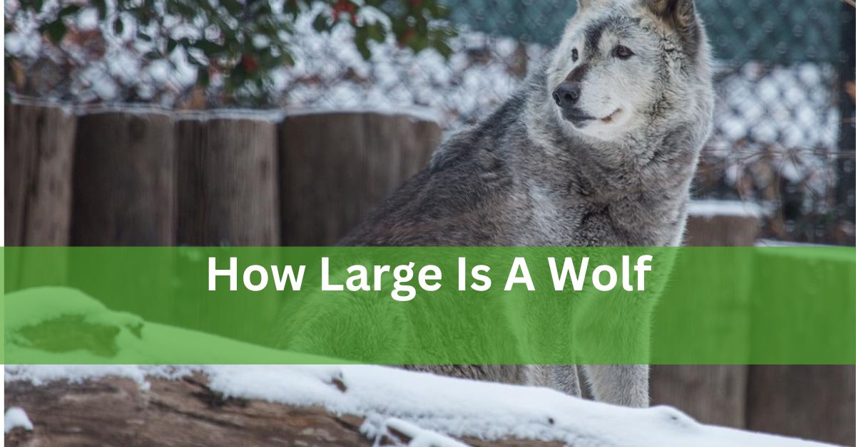 How Large Is A Wolf?  – An In-Depth Look!