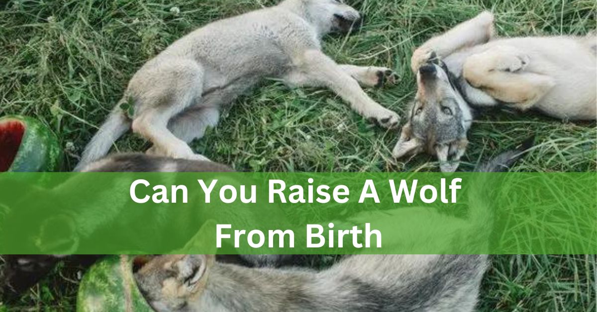 Can You Raise A Wolf From Birth? – Let’s Find Out!