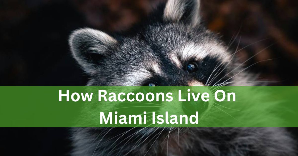 How Raccoons Live On Miami Island – Guide Of Information!